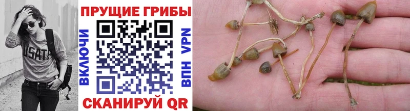 купить закладку  Шумерля  Галлюциногенные грибы Psilocybine cubensis 